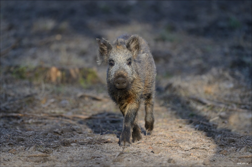 aacomp wildgehegerissen 20140307 0475