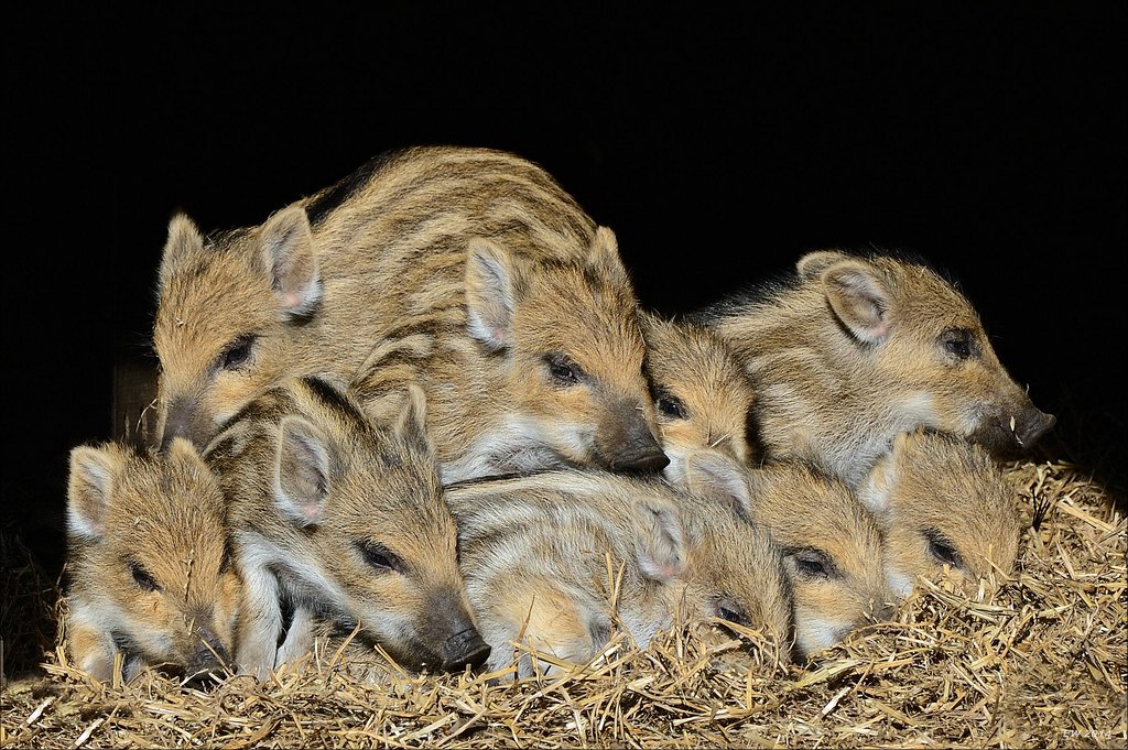 aacomp wildgehegerissen 20140307 0780