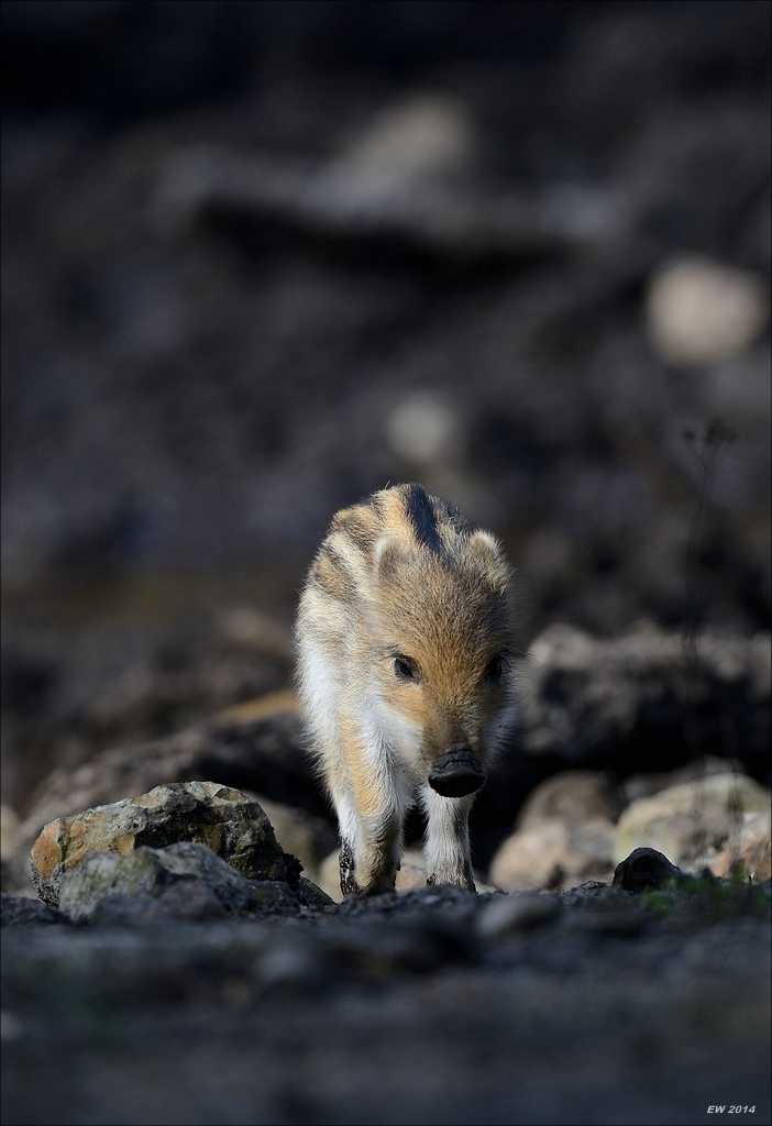 aacomp wildgehegerissen 20140307 1125