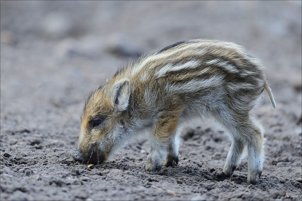 aacomp wildgehegerissen 20140307 1146