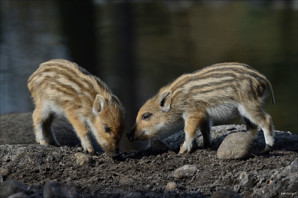 aacomp wildgehegerissen 20140307 1203