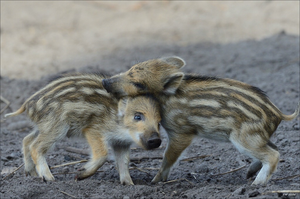 aacomp wildgehegerissen 20140307 1383