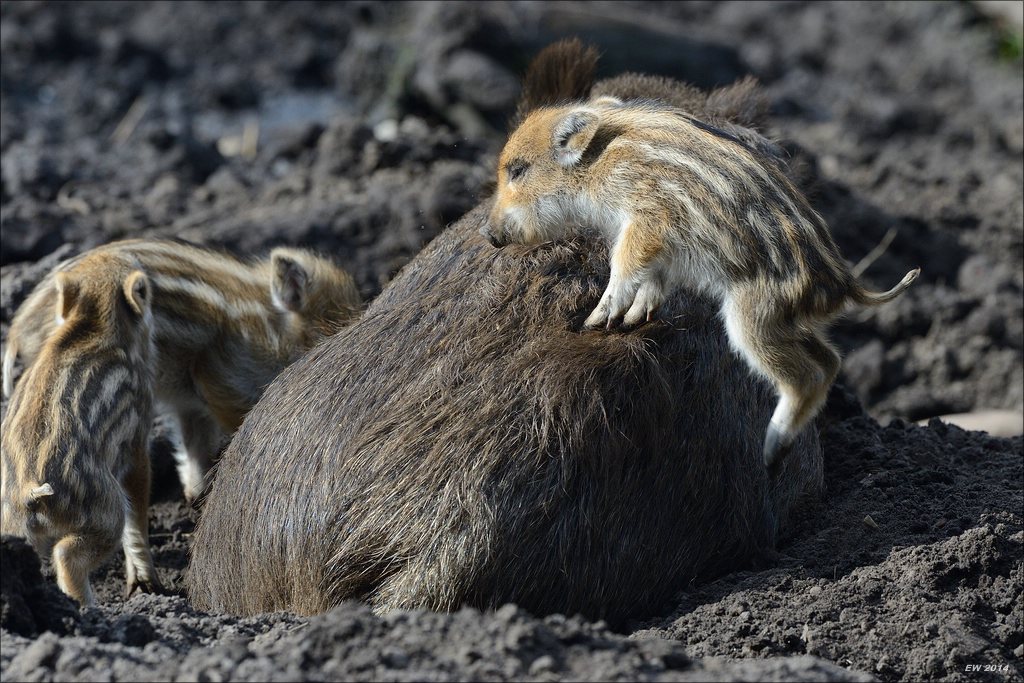aacomp wildgehegerissen 20140307 1628