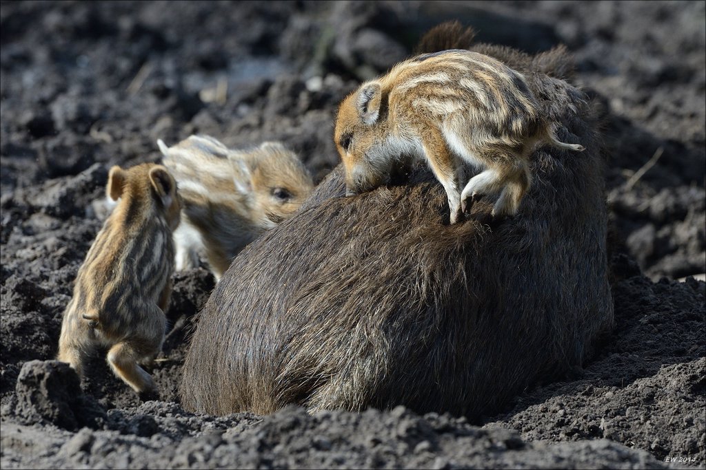 aacomp wildgehegerissen 20140307 1631