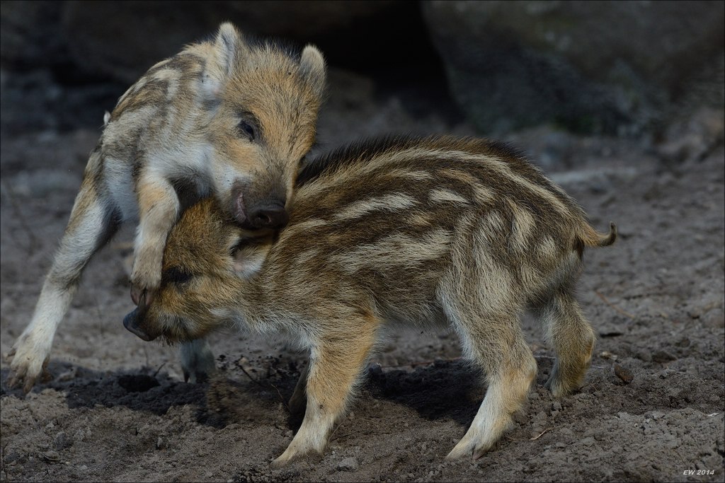 aacomp wildgehegerissen 20140307 1874