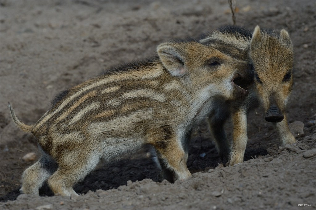 aacomp wildgehegerissen 20140307 1897