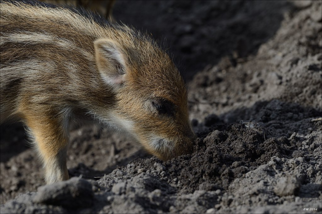 aacomp wildgehegerissen 20140307 2263