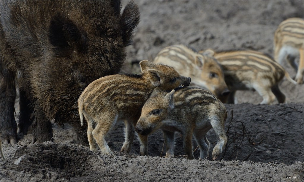 aacomp wildgehegerissen 20140307 2382