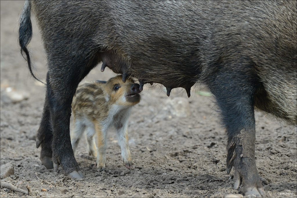 aacomp wildgehegerissen 20140307 2470