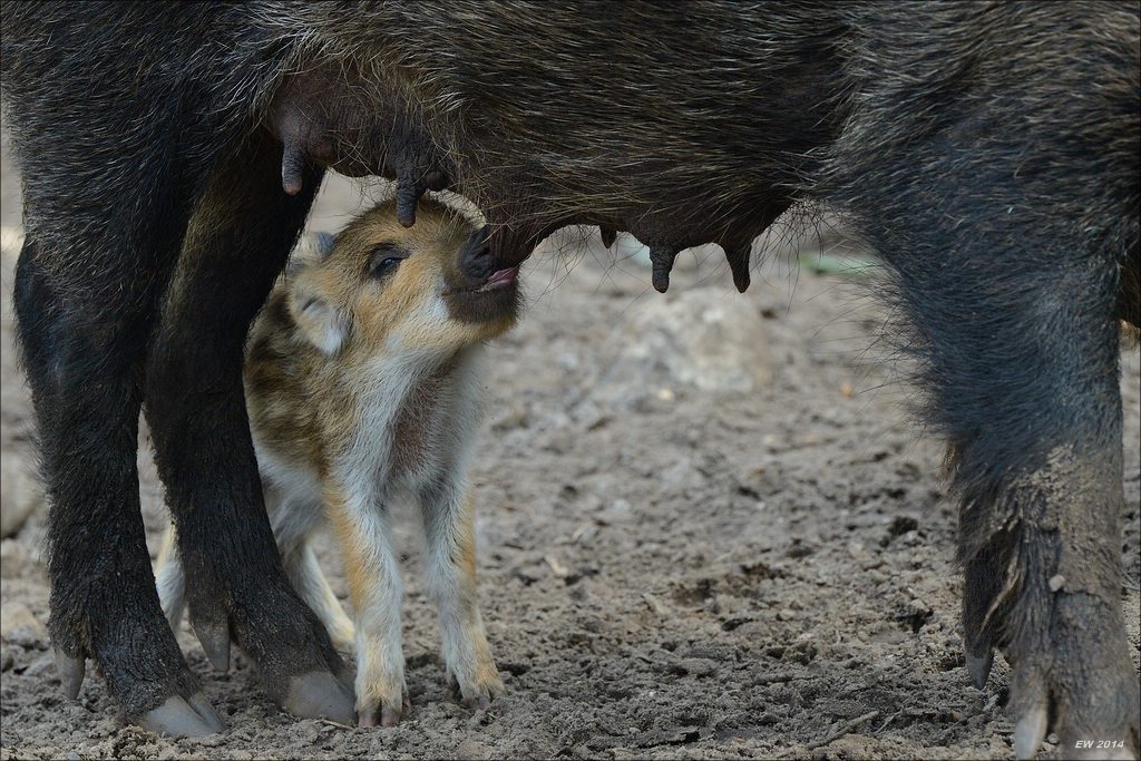 aacomp wildgehegerissen 20140307 2495