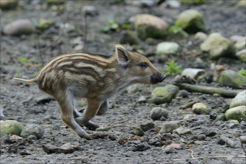 aacomp wildgehegerissen 20140307 2575