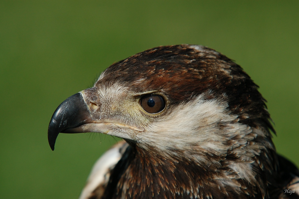 aacompBerlebeck084