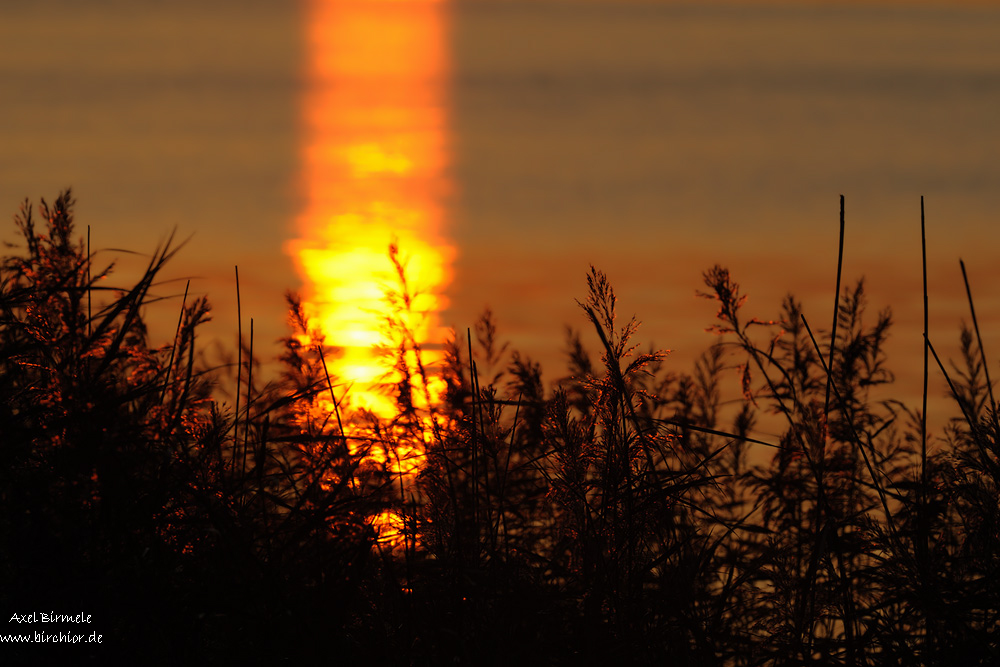 AB02: Sonnenuntergang im Schilf 11B 5793 1 NX 24. Oktober 2011 001