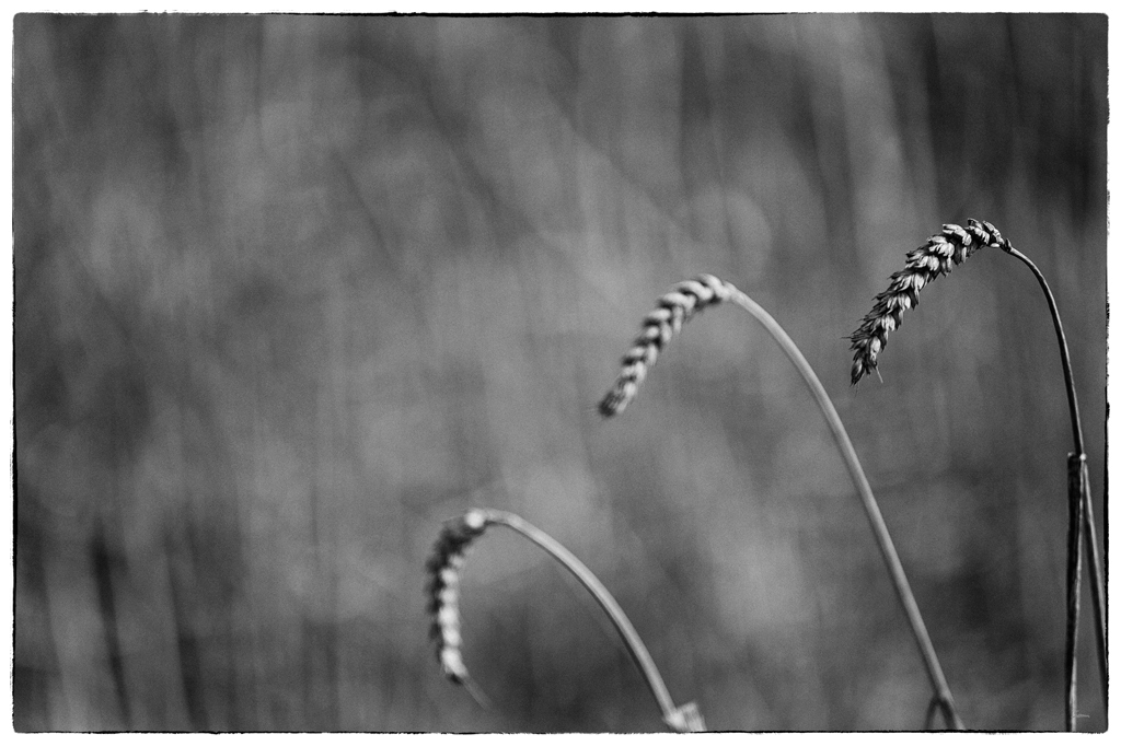 Abend PZ13248