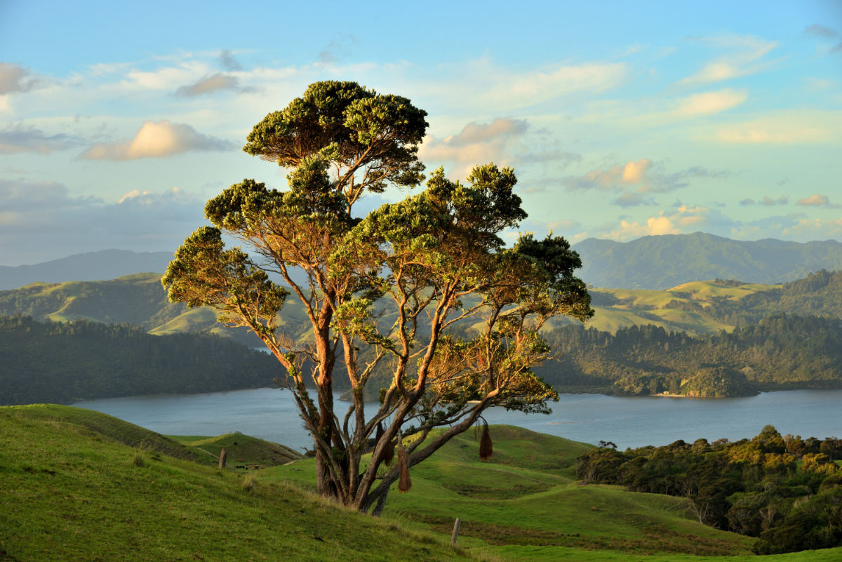 Abenddämmerung in Coromandel