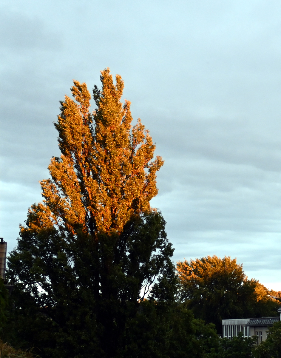 abendlicht.jpg