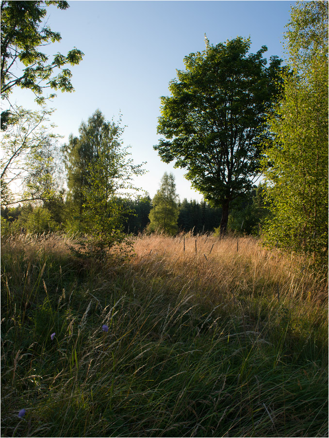 abendlicht