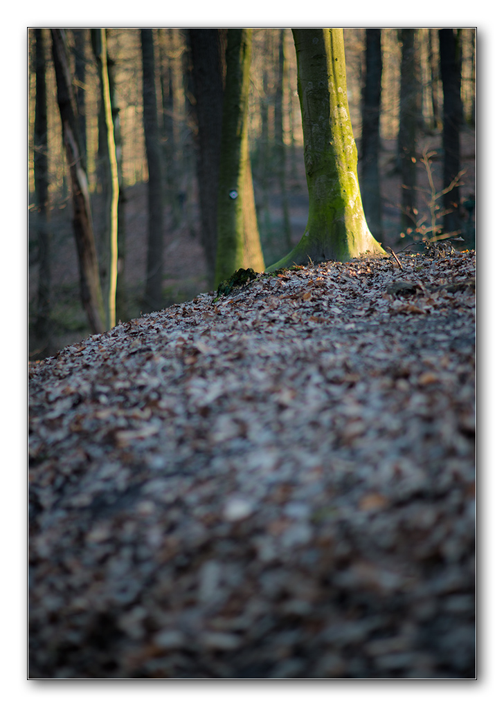 abendlicht