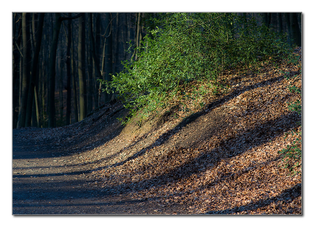 abendlicht2