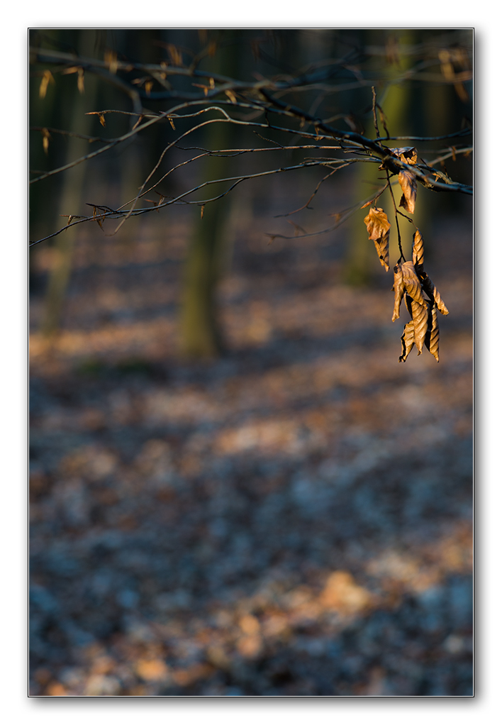 abendlicht3