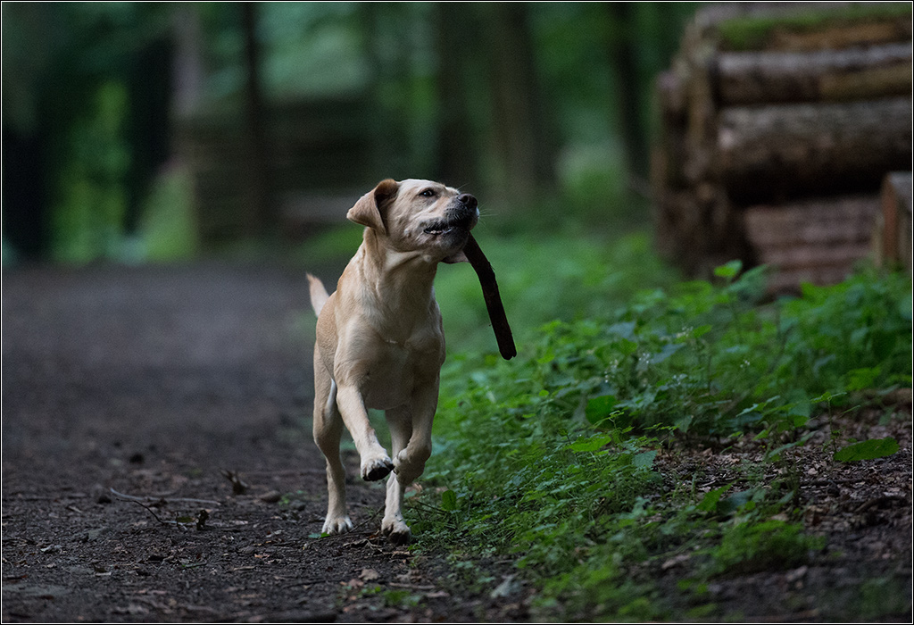abends im wald