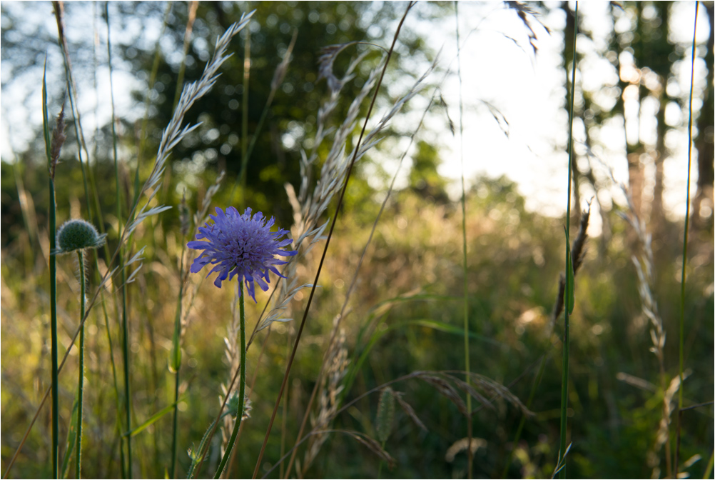 abendsonne mit blümchen