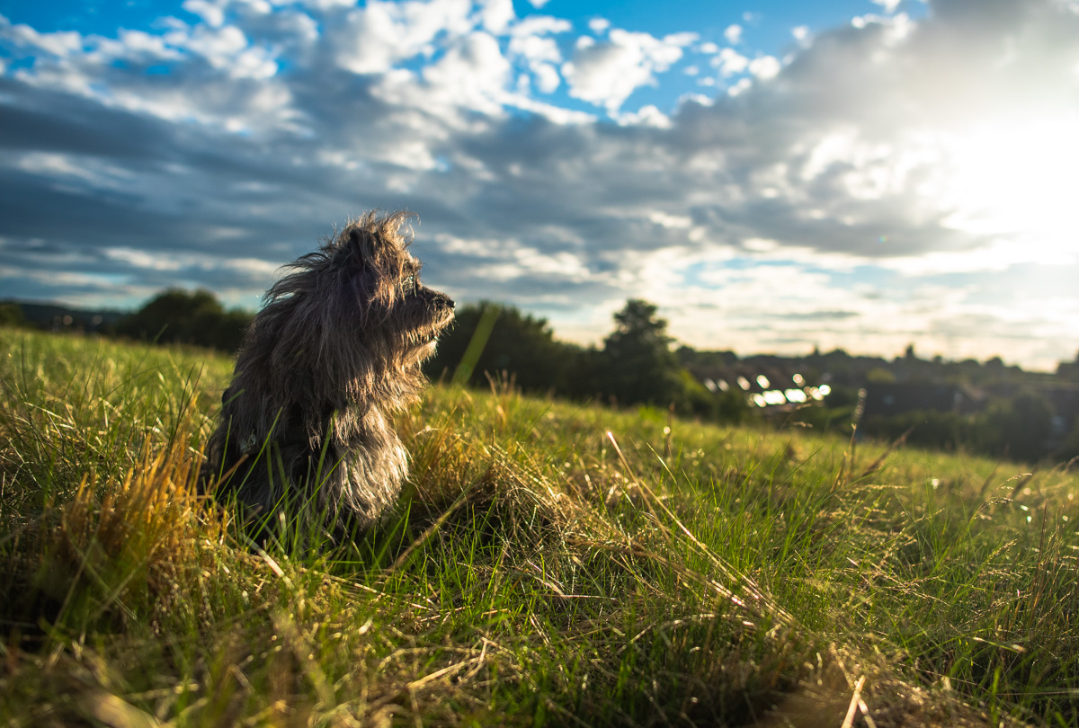 Abendsonne