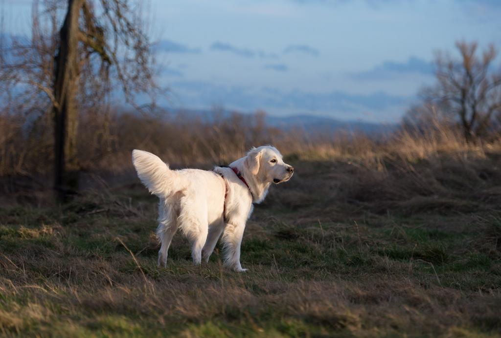 abendsonnenhund