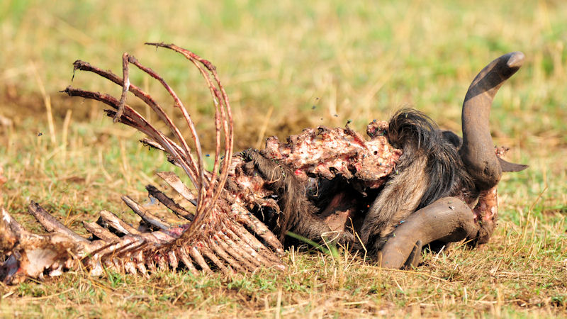 abgemagertes Gnu
nördliche Serengeti
2390