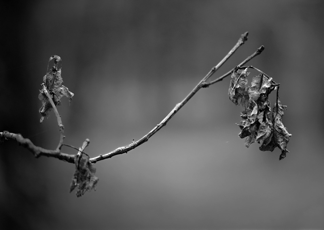 Abgestorben BW_2.jpg