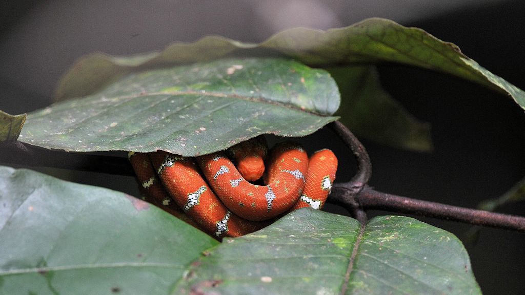 Abgottschlange (Boa Constictor)
Iwokrama Rainforest
1256