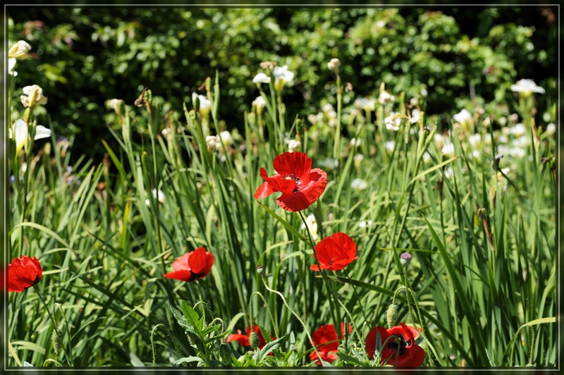 Aboretum 012