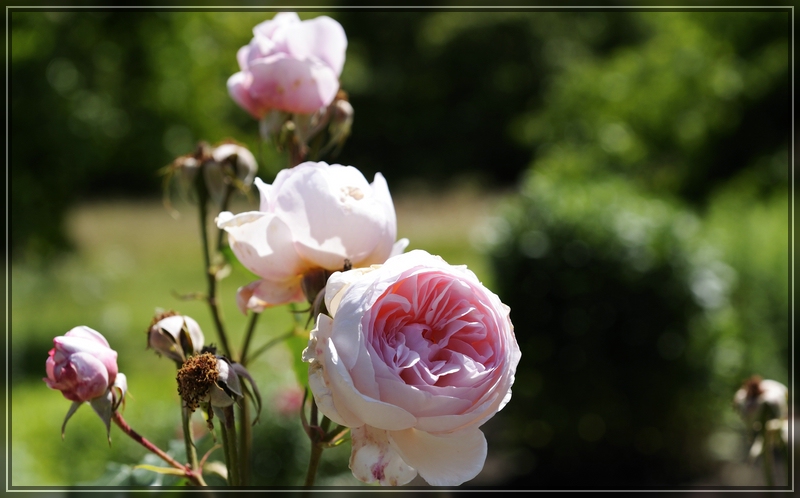 Aboretum 017