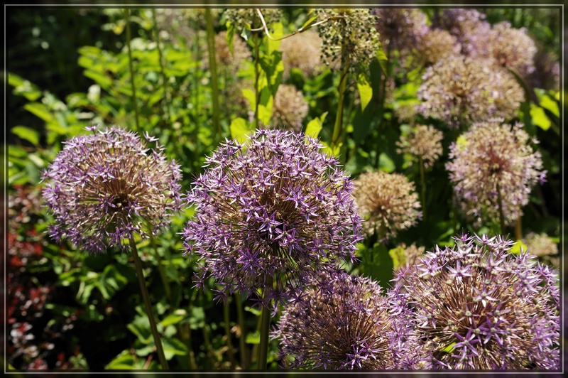 Aboretum 028