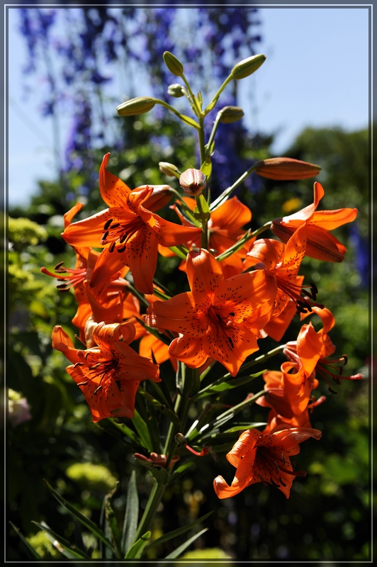 Aboretum 100