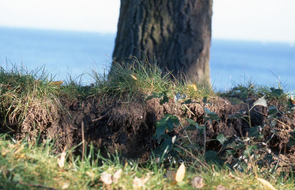 Abstürzender Baum, Brodtener Steilküste, Oktober 2008, Velvia 50