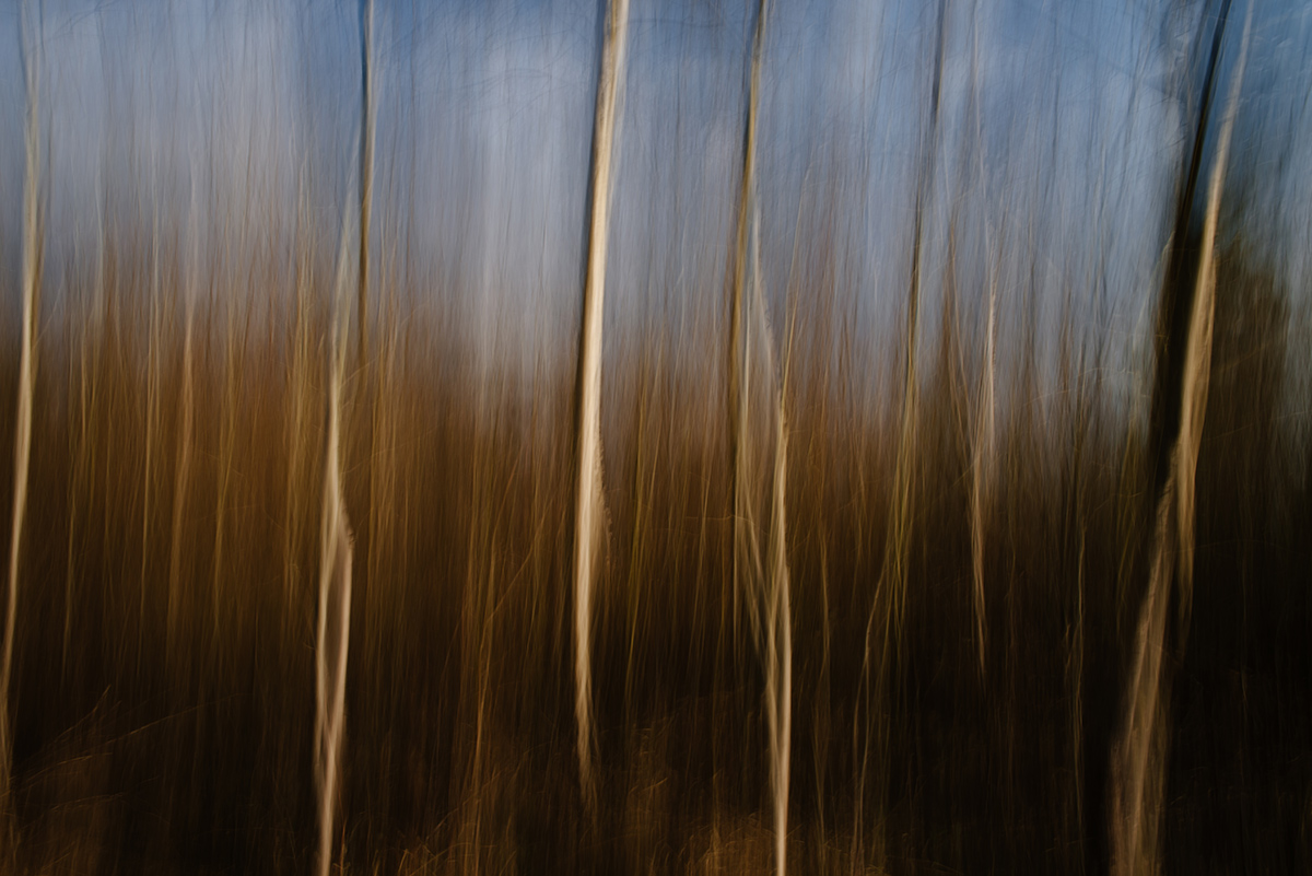 Abstrakte Waldansichten (Dieburg, 2015)