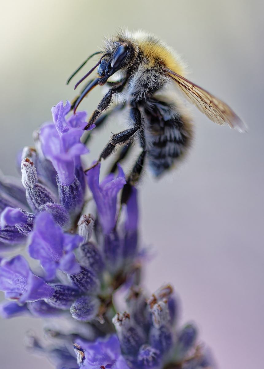 Ackerhummel.jpg