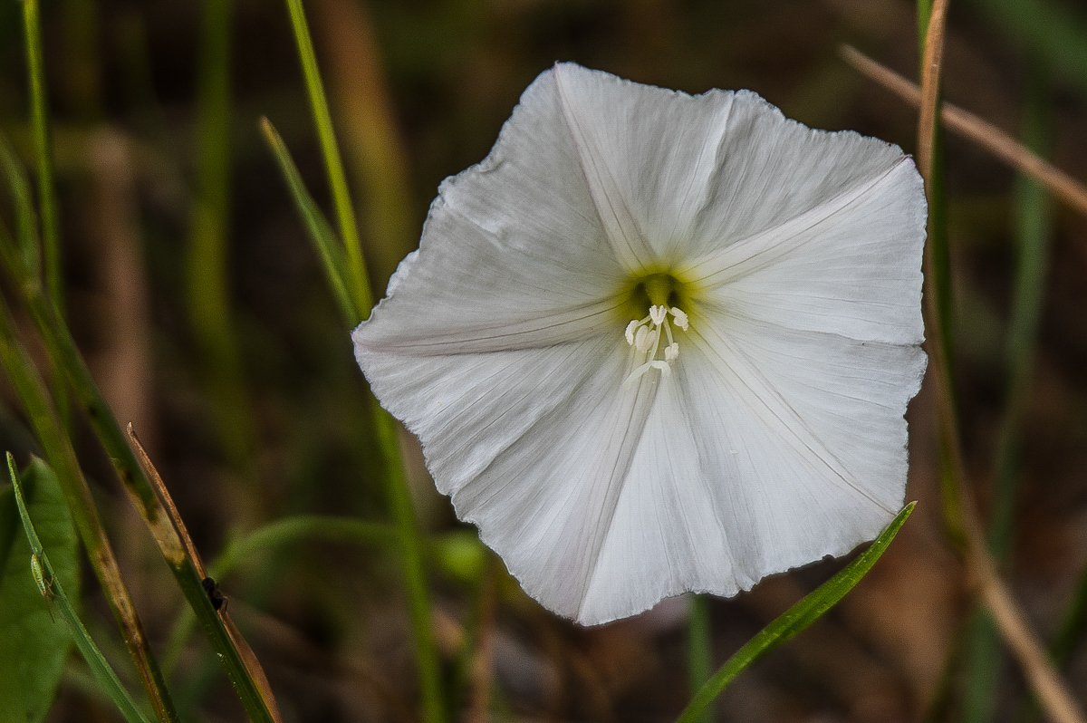 Ackerwinde 2 (1 von 1).JPG