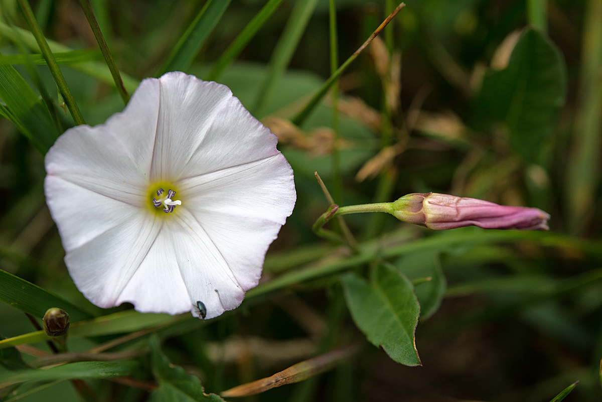 Ackerwinde