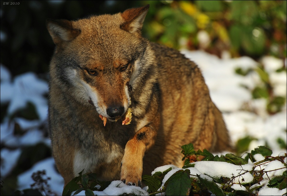 acomp Bayrischer Wald 0137