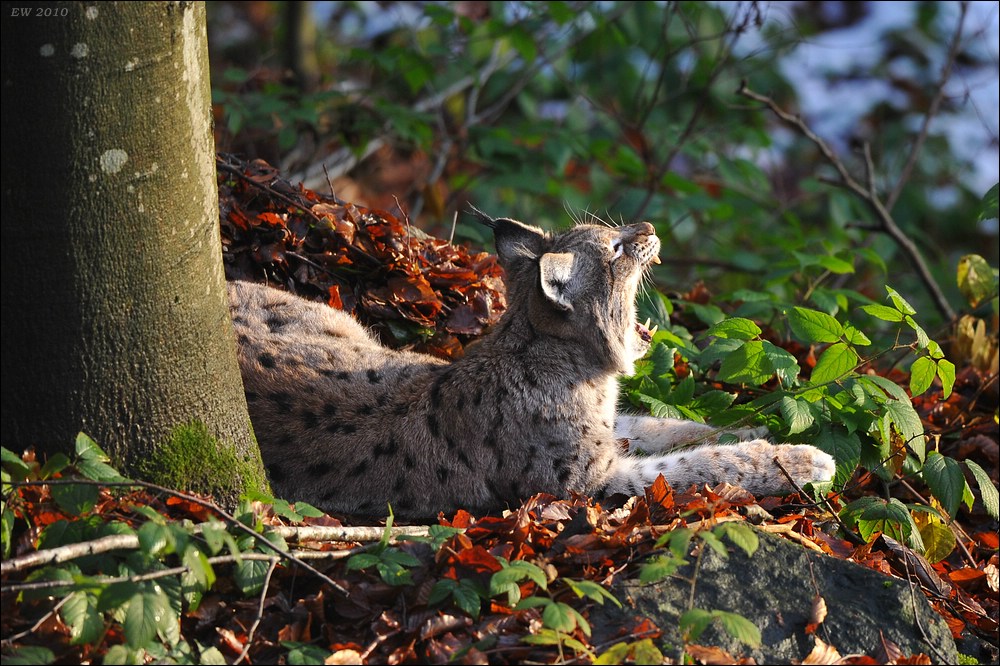 acomp Bayrischer Wald 0663