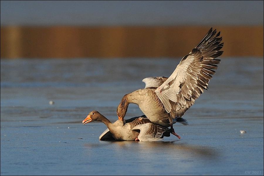 acomp bramfsee 0238