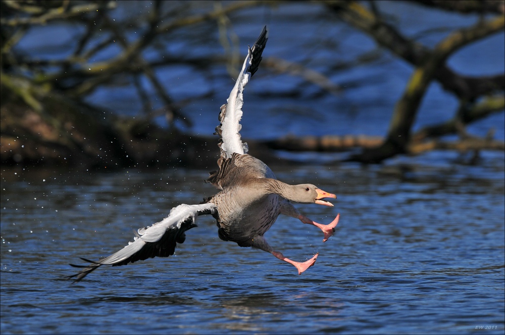 acomp Bramfsee 20110319 1571