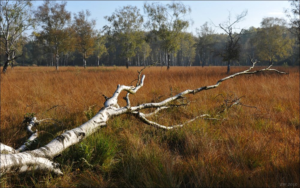 acomp duvens.brook 0488