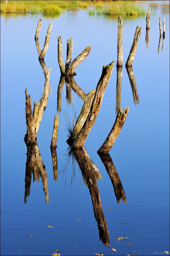 acomp duvens.brook 0563