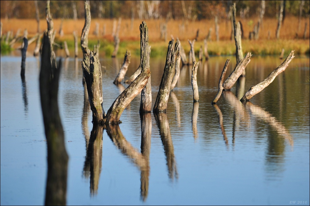 acomp duvens.brook 0668