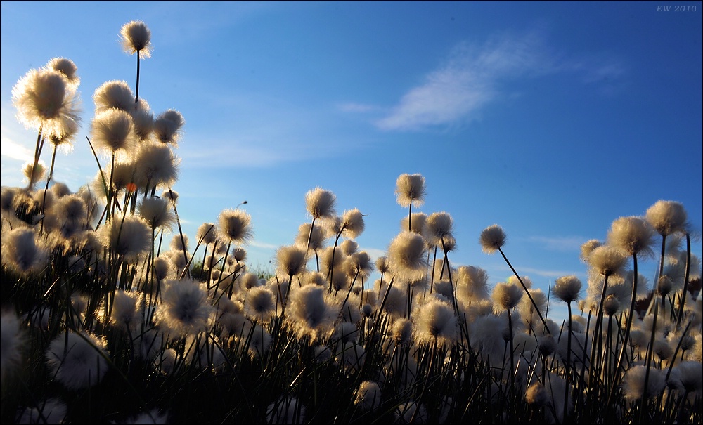acomp groenland 00533
