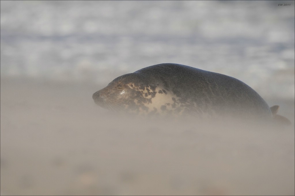 acomp Helgoland 20111230 1777