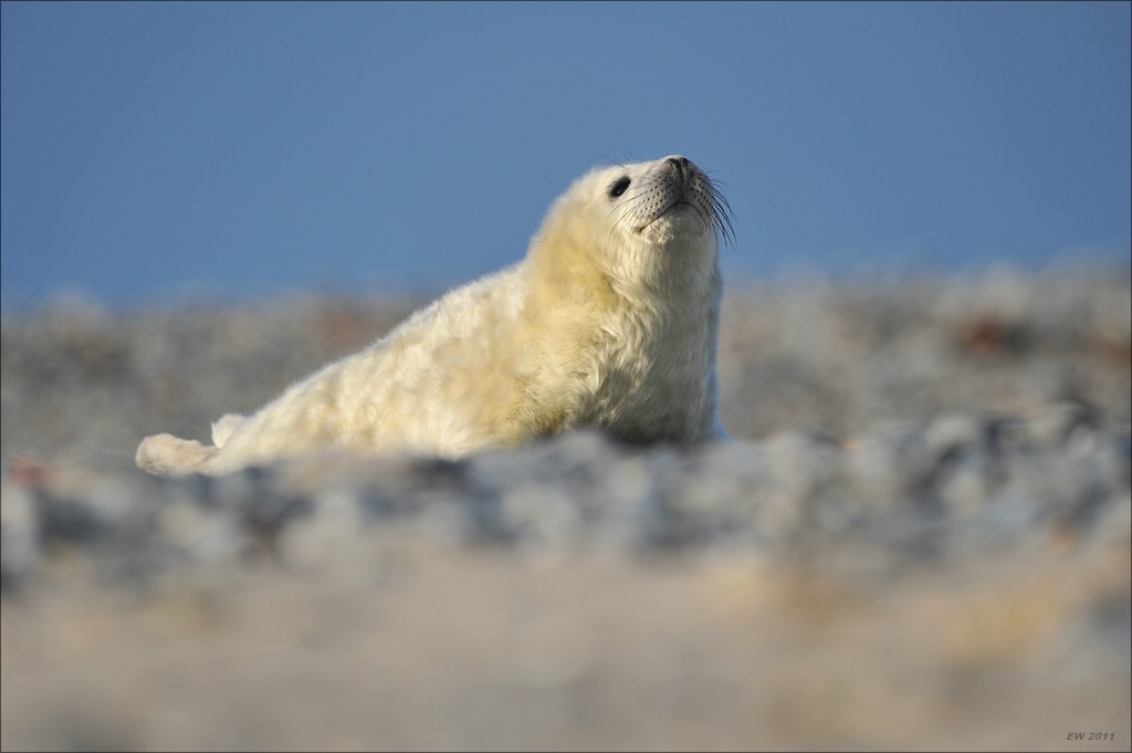 acomp Helgoland 20111230 1993